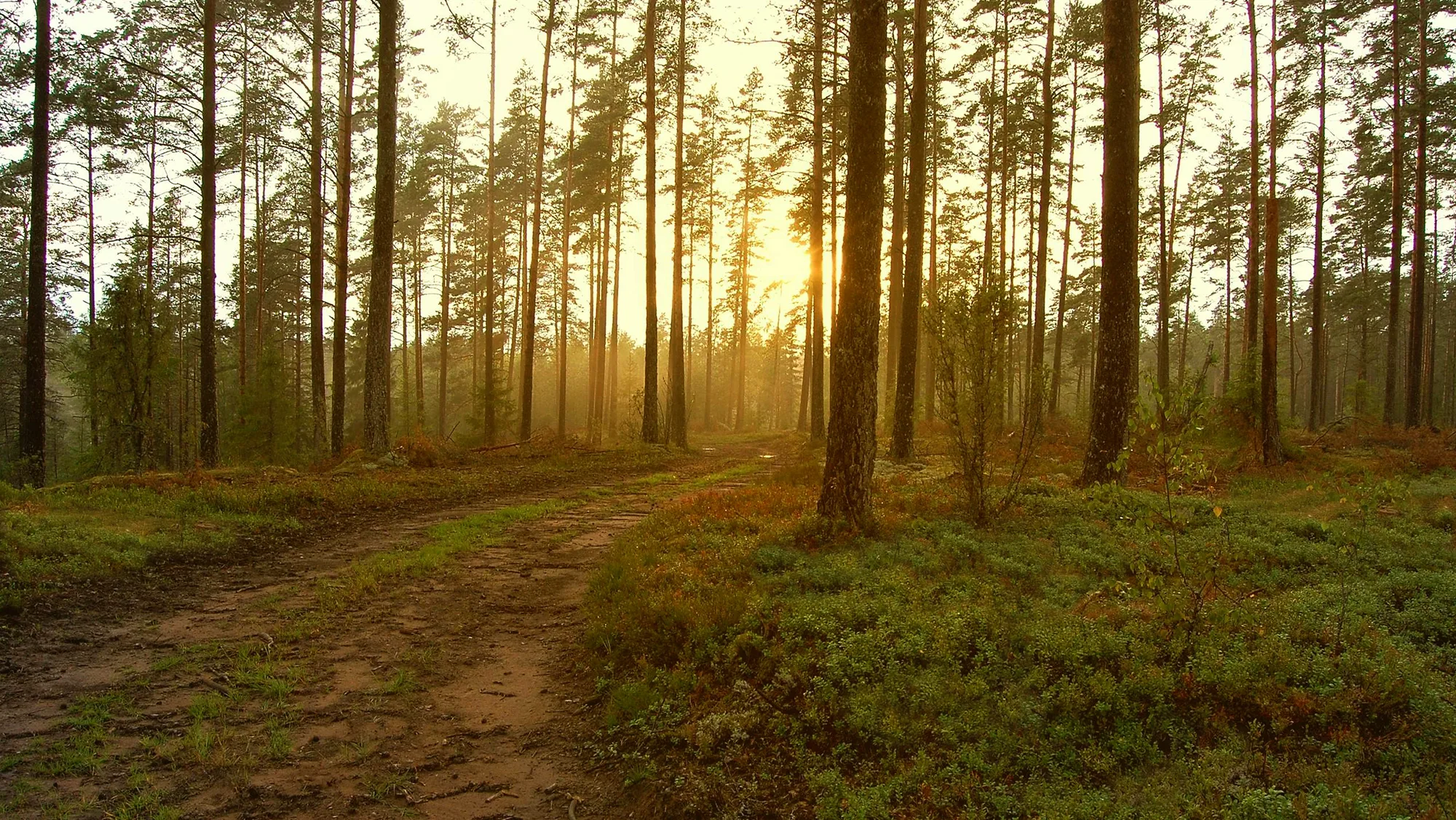 Sol mellan träden i en stilla skog